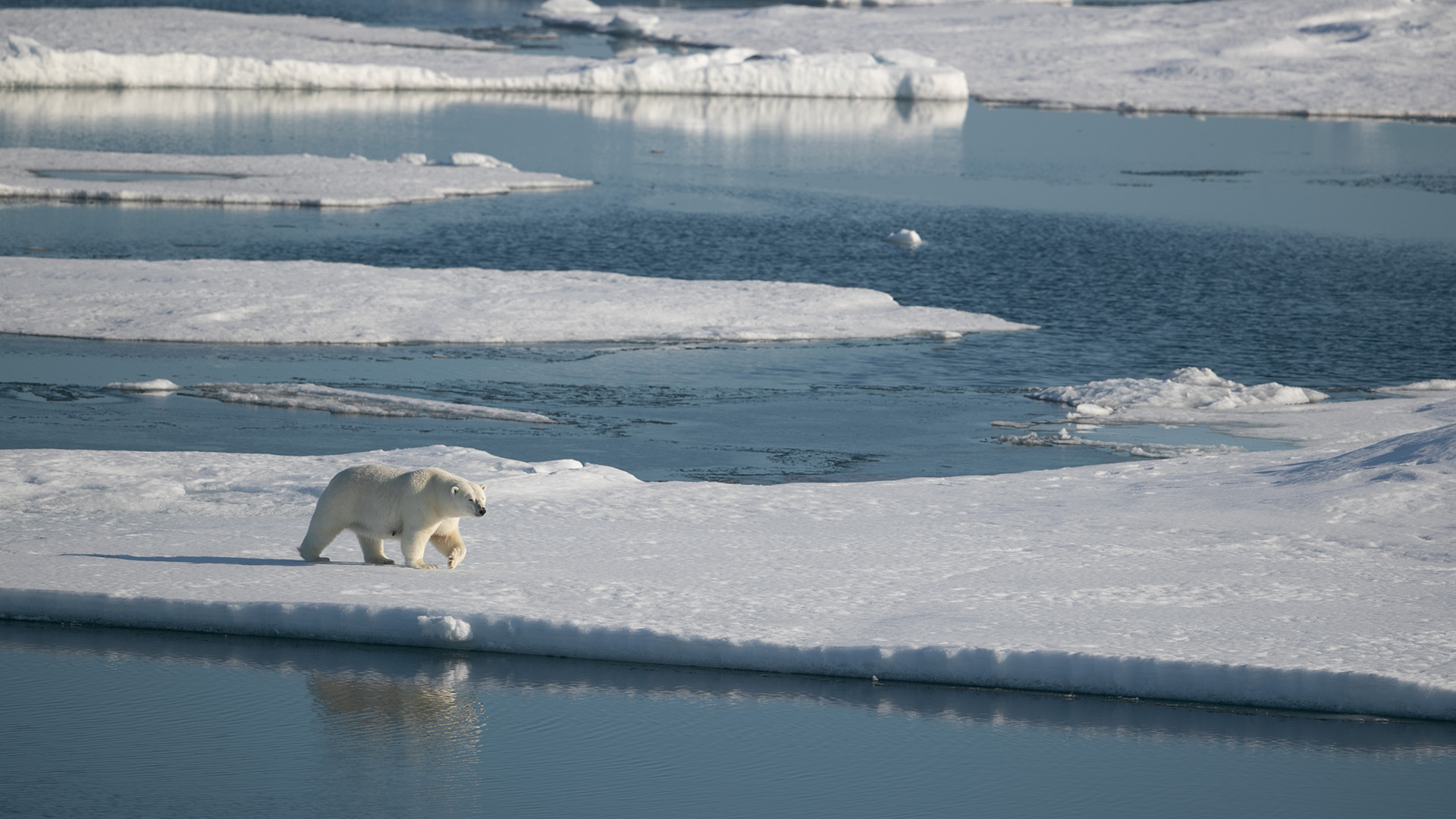 svalbard-polar-bear