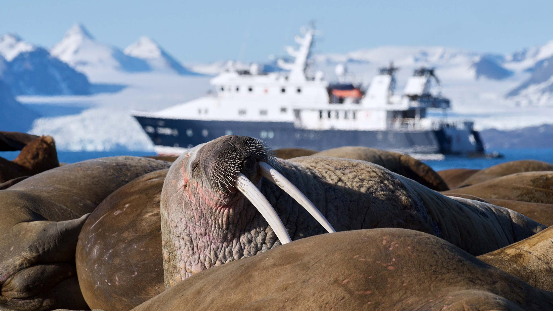 Svalbard by yacht: walrus, belugas and glaciers