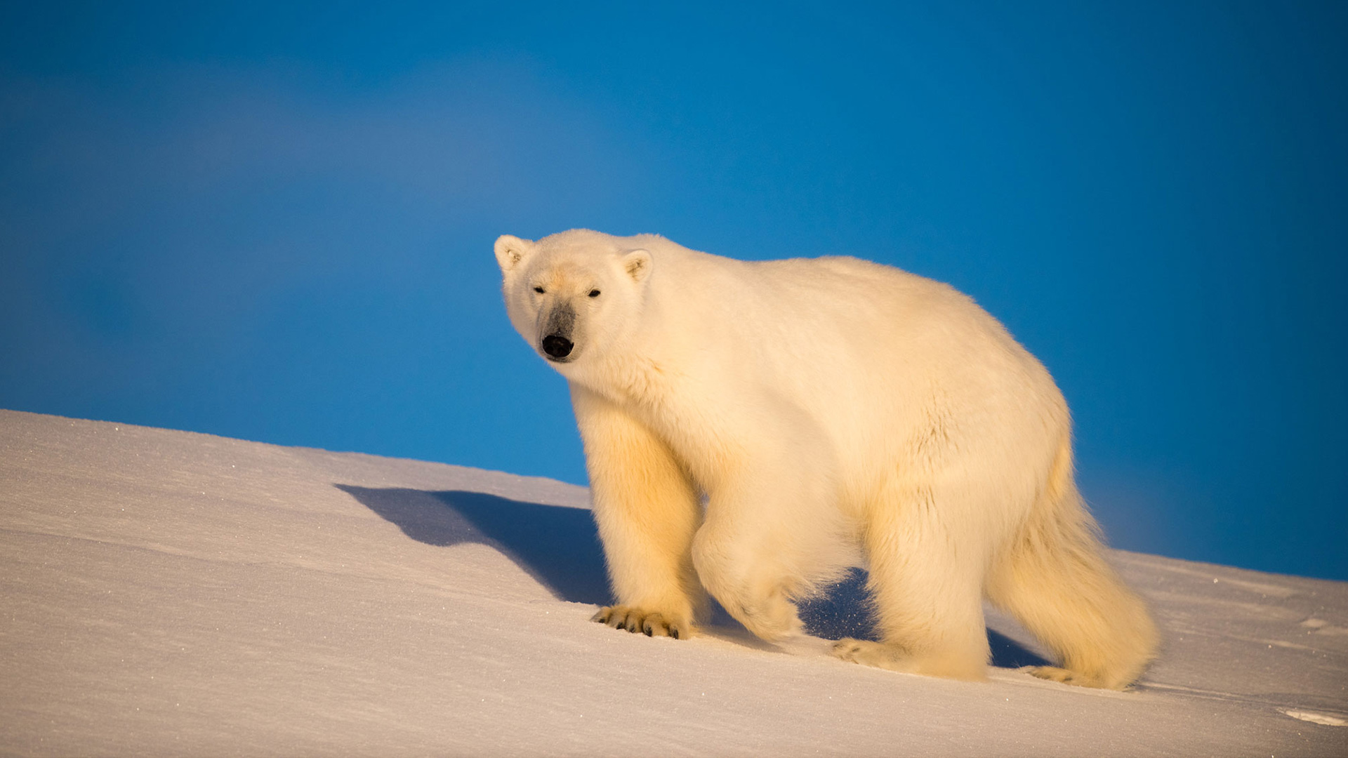 Svalbard by yacht: blue whales and polar bears