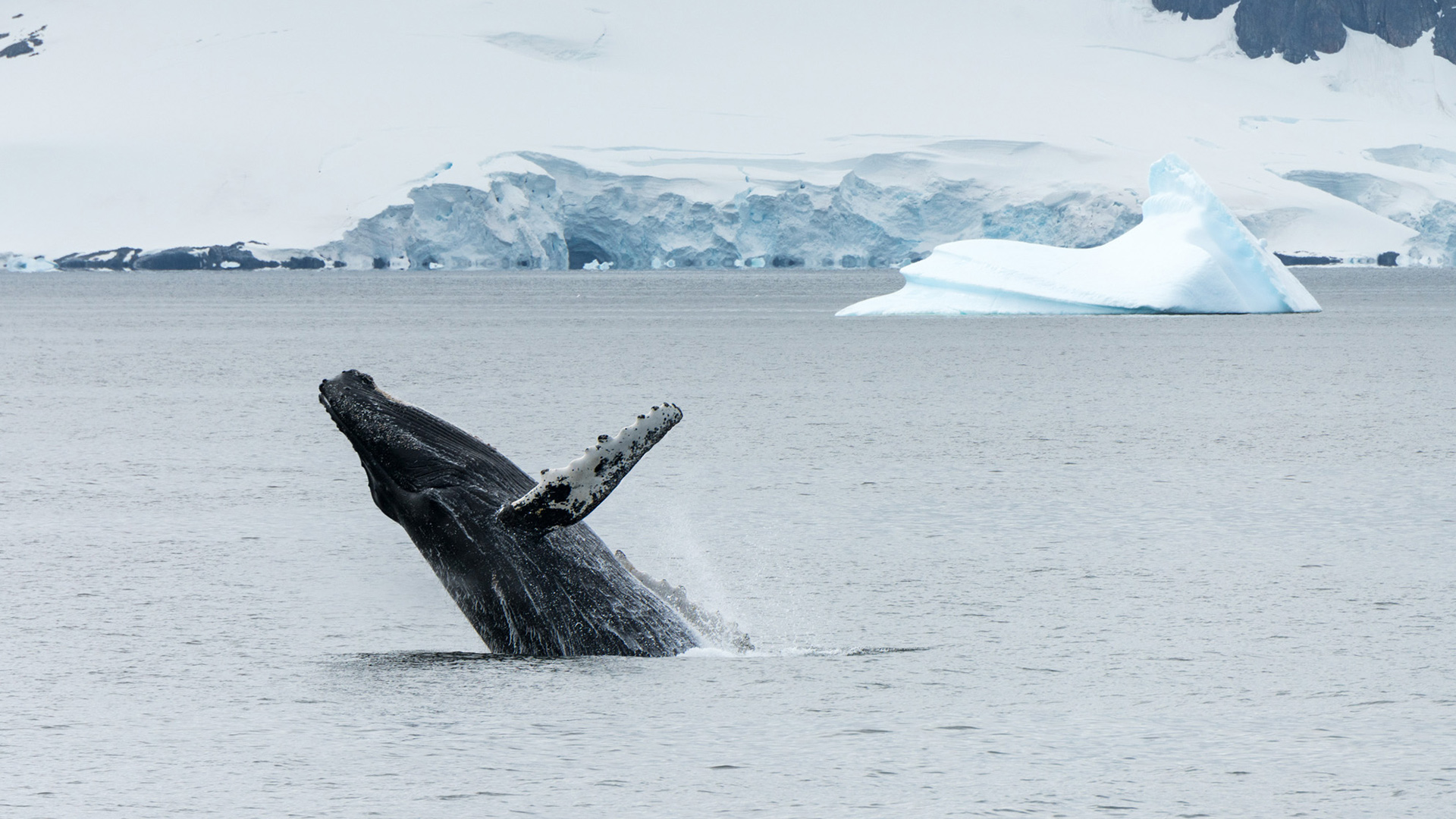 The Season of the Whales in Antarctica