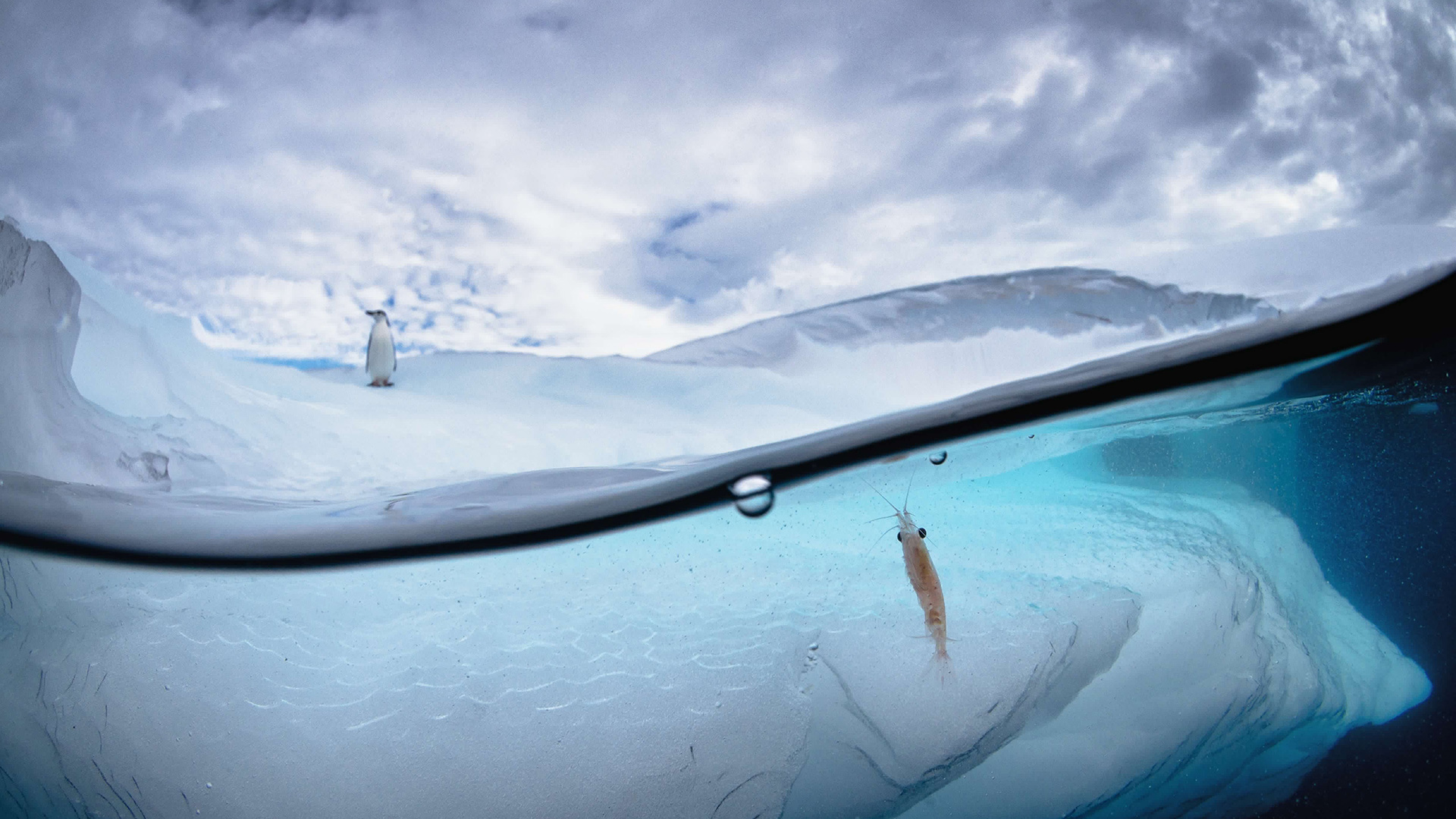 Justin Hofman’s photo is the National Geographic Photo of the Day!
