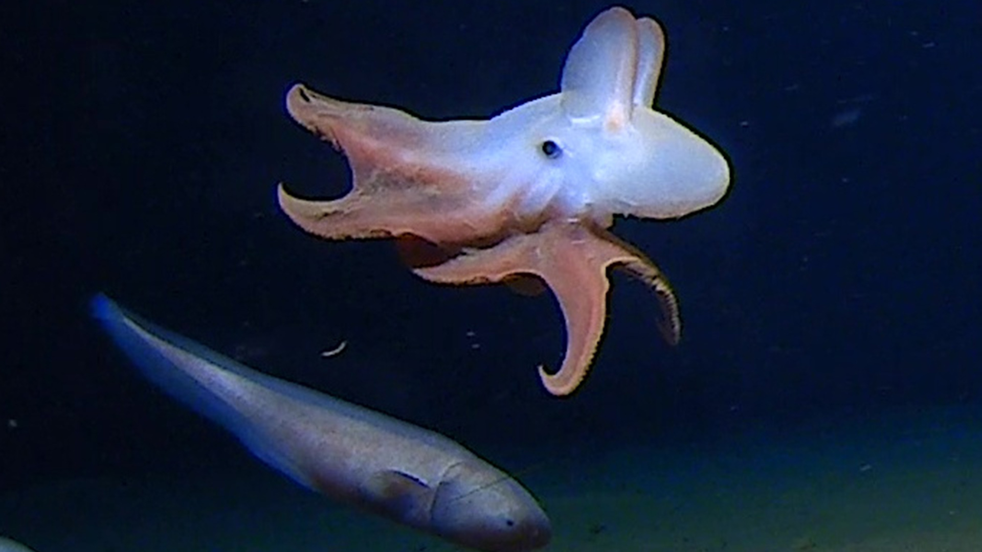 World’s Deepest Diving Octopus Discovered at 6,957 Meters During Five Deeps Expedition