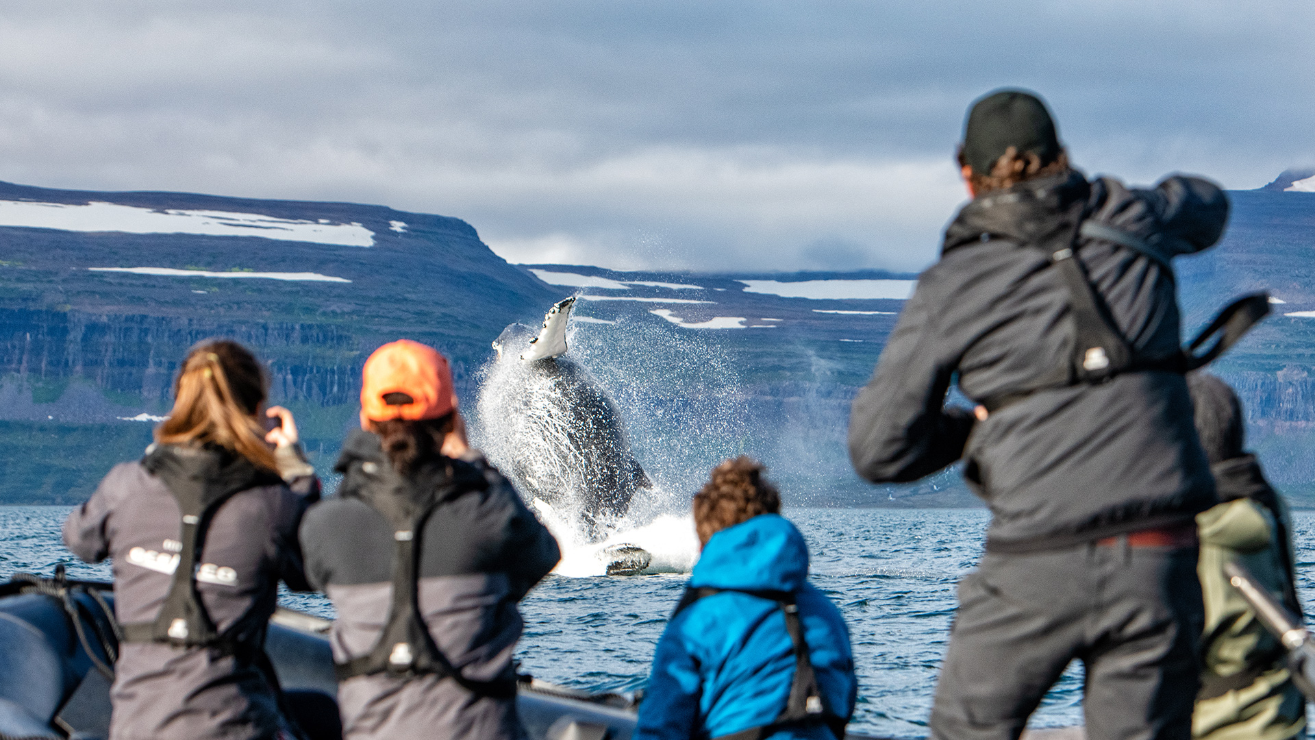 nansen-whale