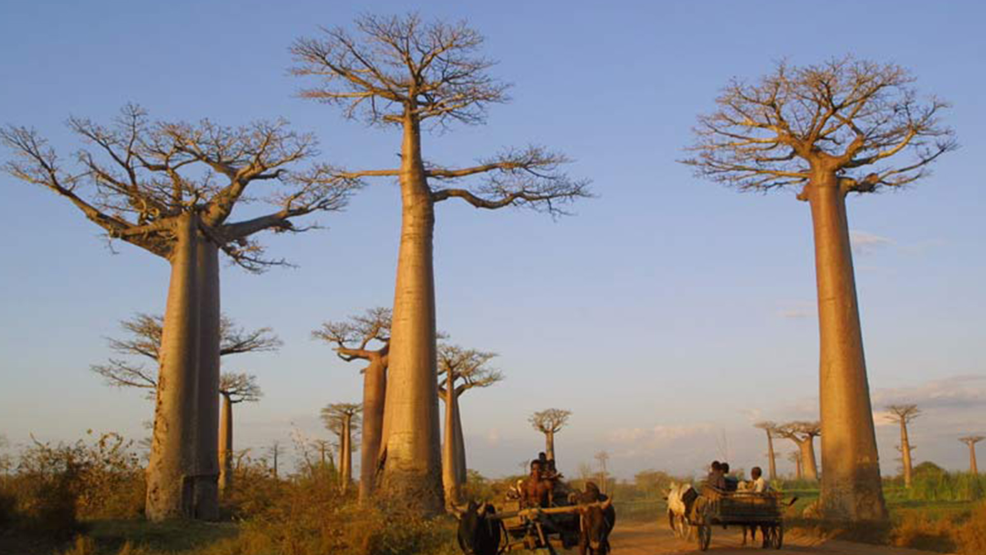 baobab-tree