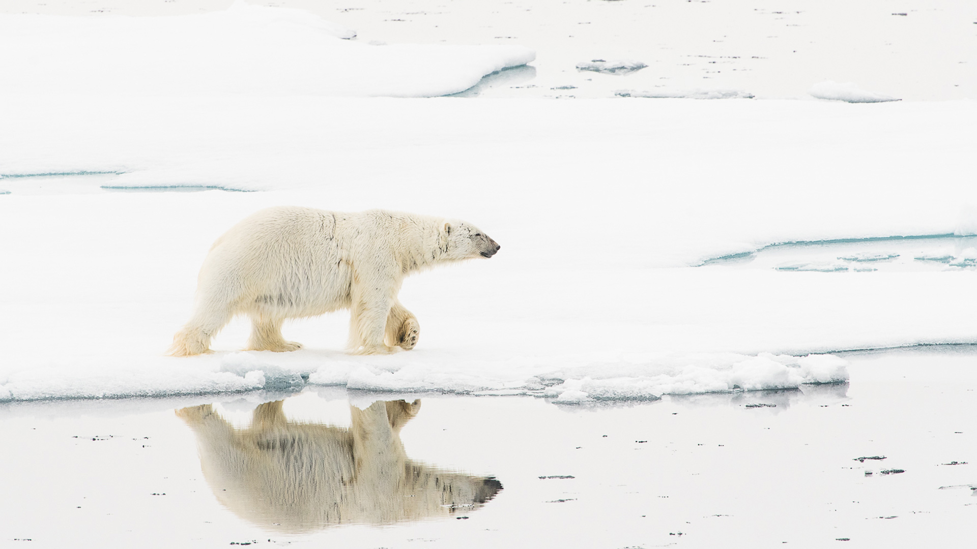 Polar Opposites: The Arctic v. Antarctic