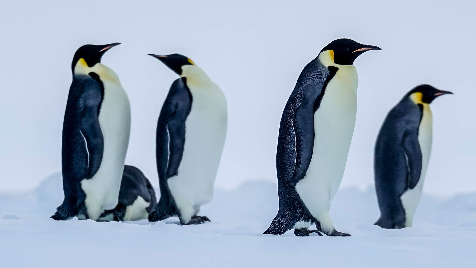 Antarctica_RossSea_©AngelaJapha©_theWorld_wildlifepenguins____20170130_151406_4148x2766_3.3MB-scaled