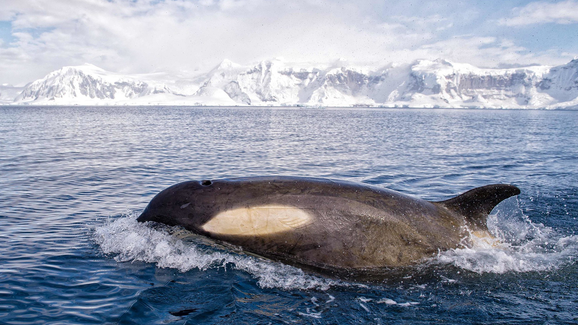 Antarctica_Peninsula_©ChristopherScholey©_legend_wildlifewhaleskiller-whales____20180205_123215_700_3954x2631_15MB-scaled