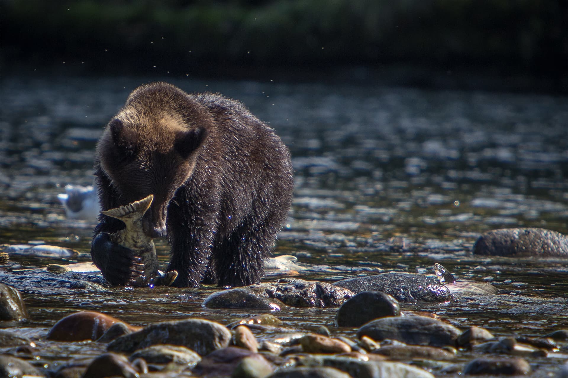 Bear-Catching-Salmon