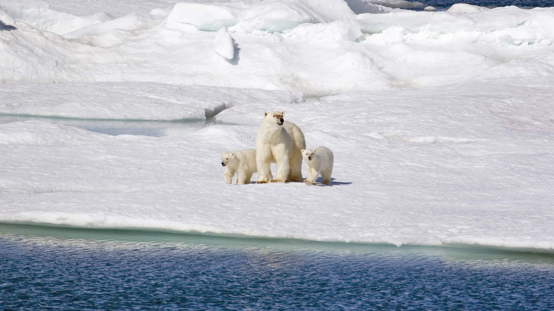 Polar Bear With Cubs