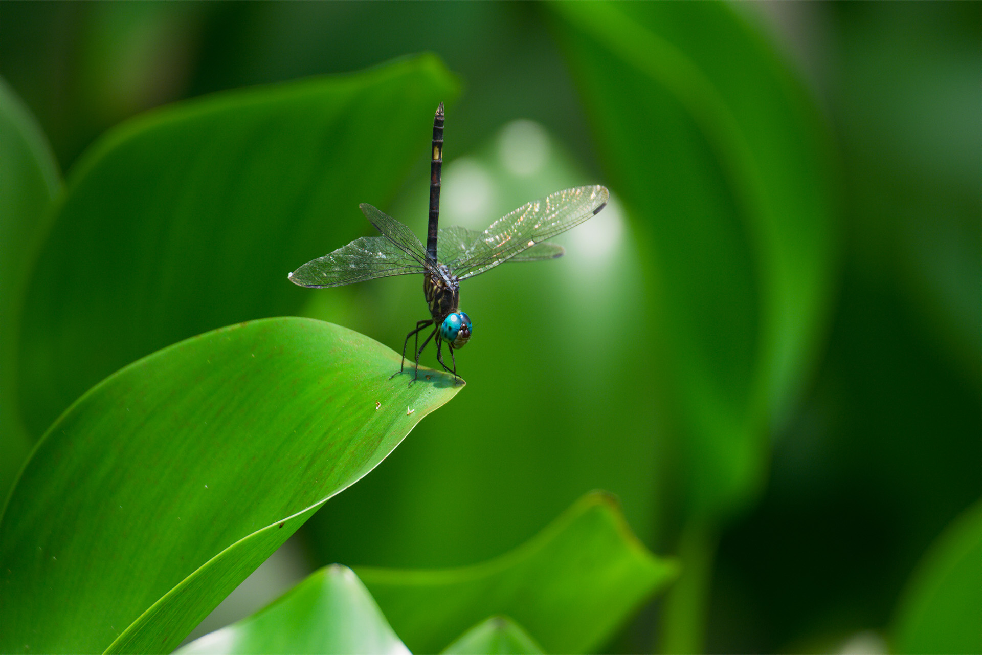 Dragonflies | conservation & Sustainability | EYOS