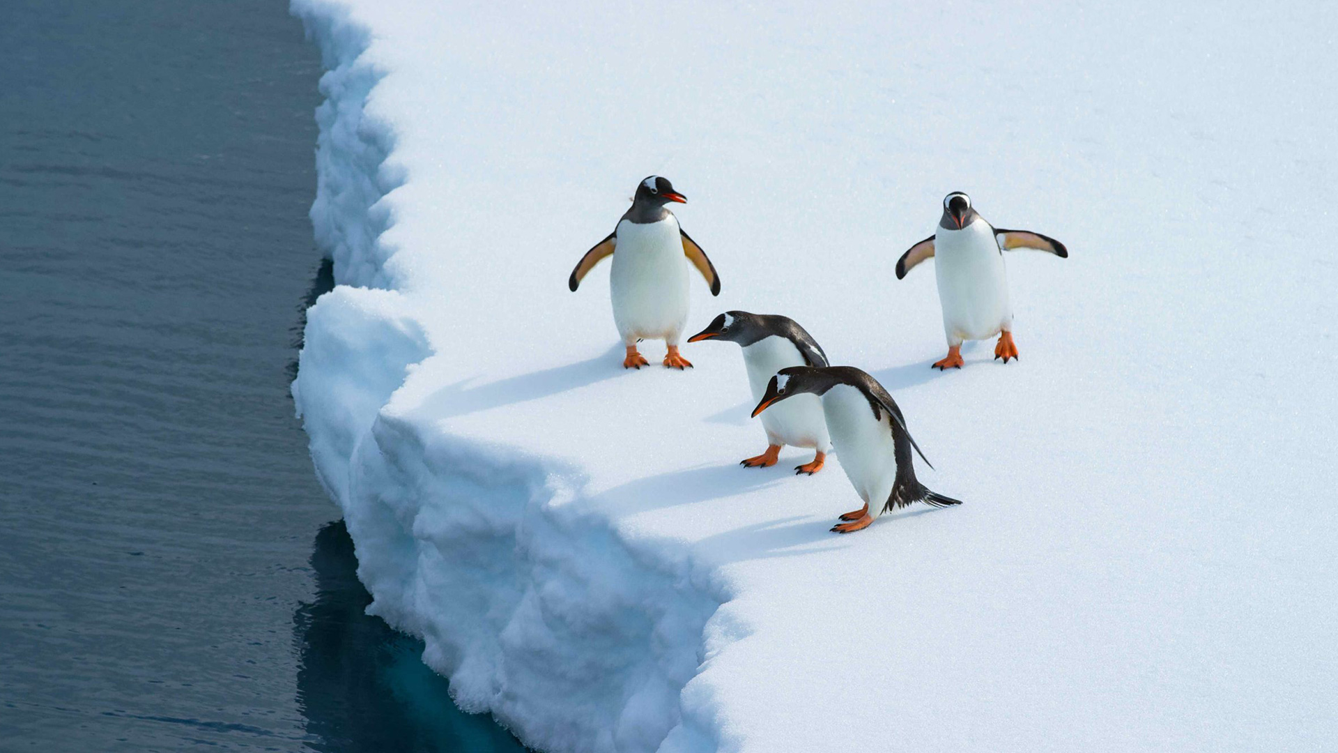 The Penguins of Antarctica