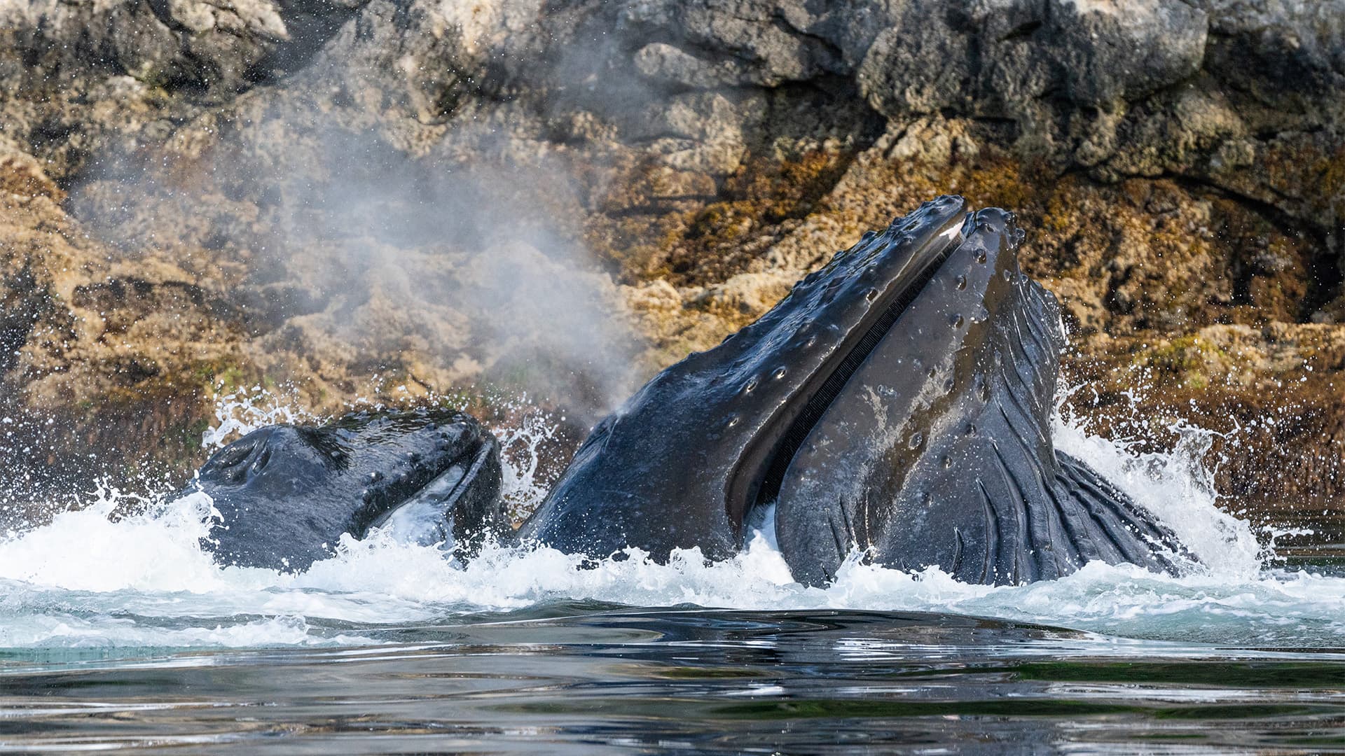 Wild Whales | Alaska | EYOS