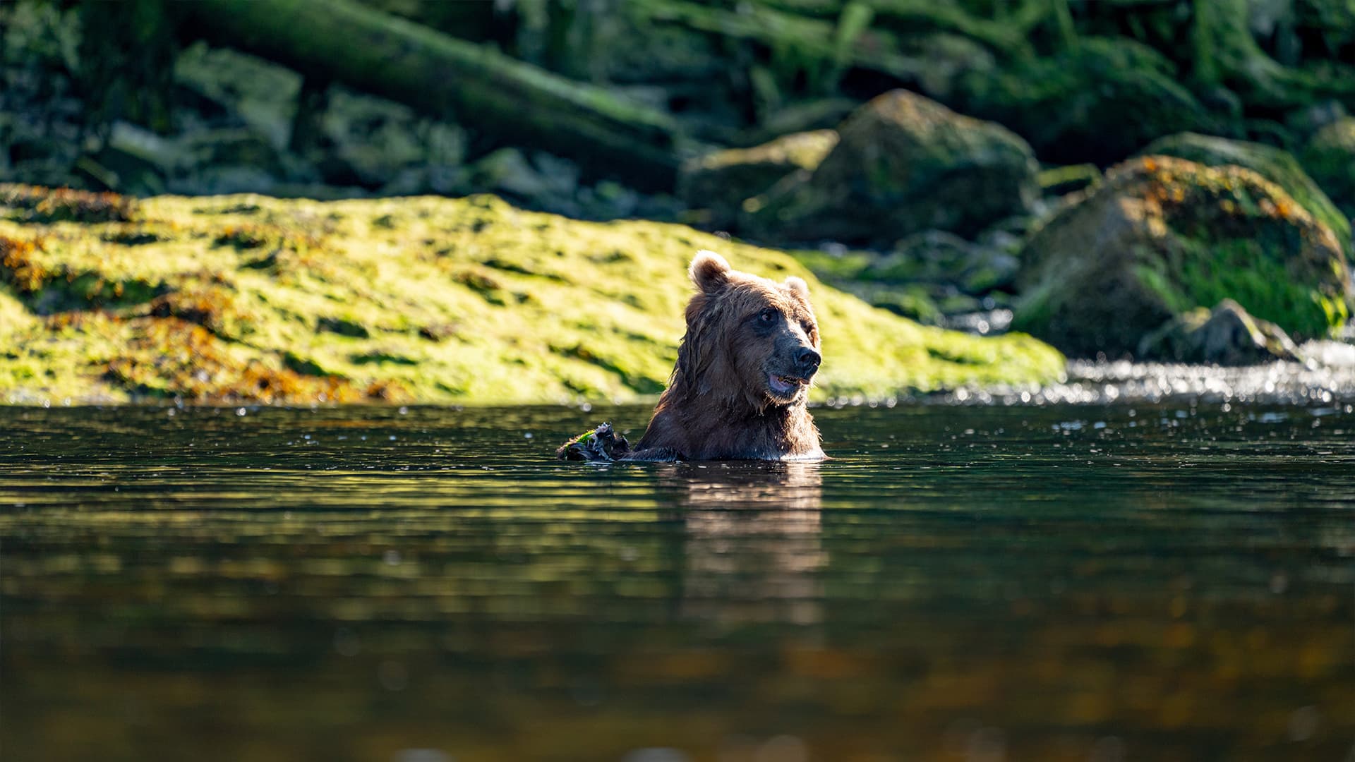 Wild Bears | Alaska | EYOS