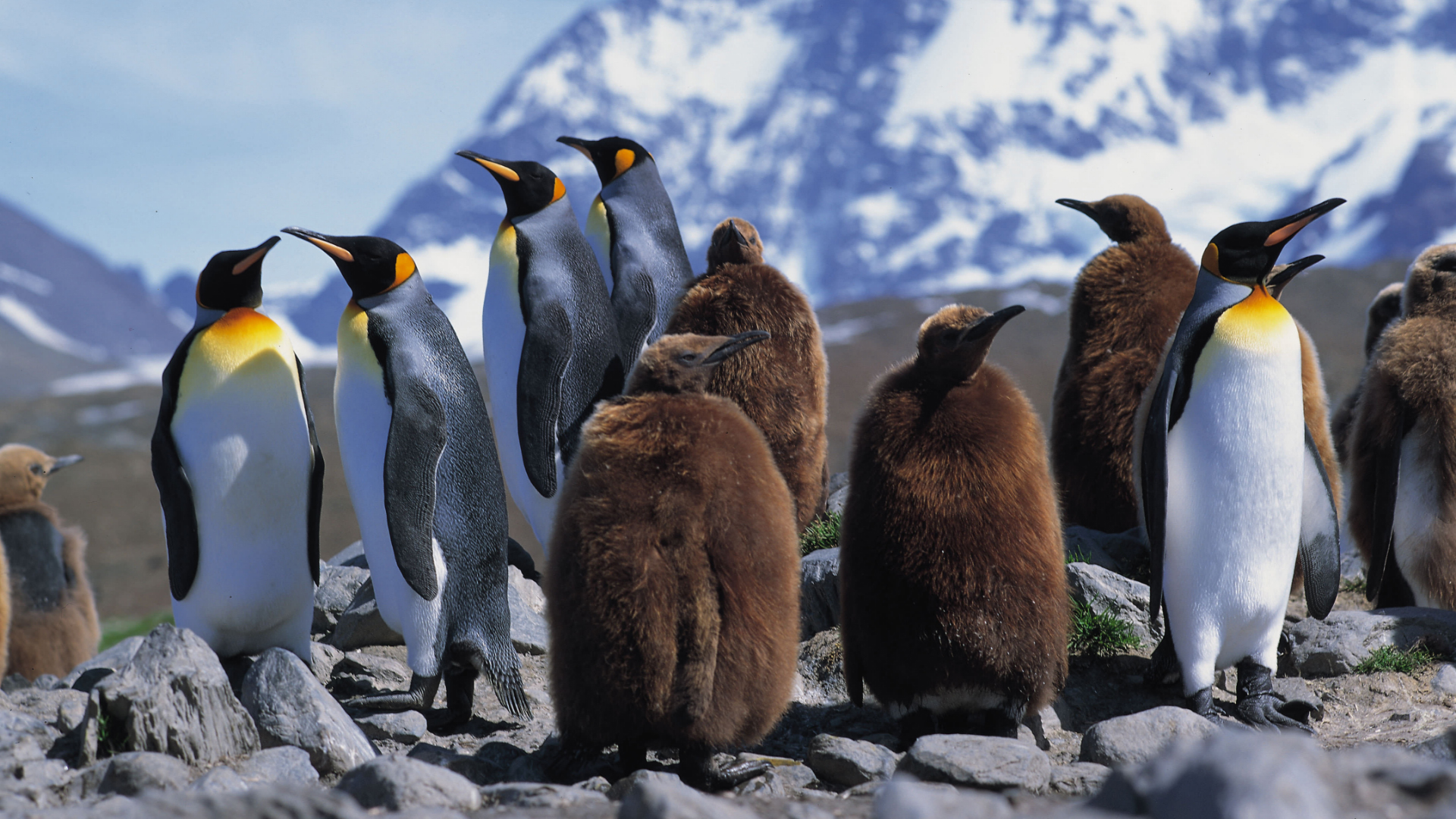 Penguins | conservation & Sustainability | EYOS