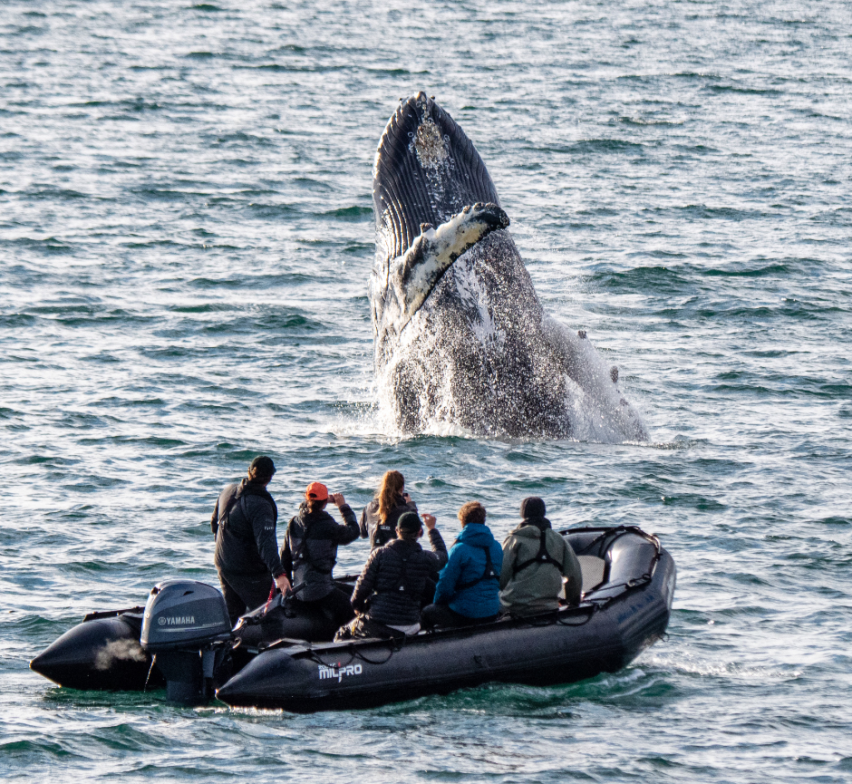 Whale Watching | EYOS Expeditions