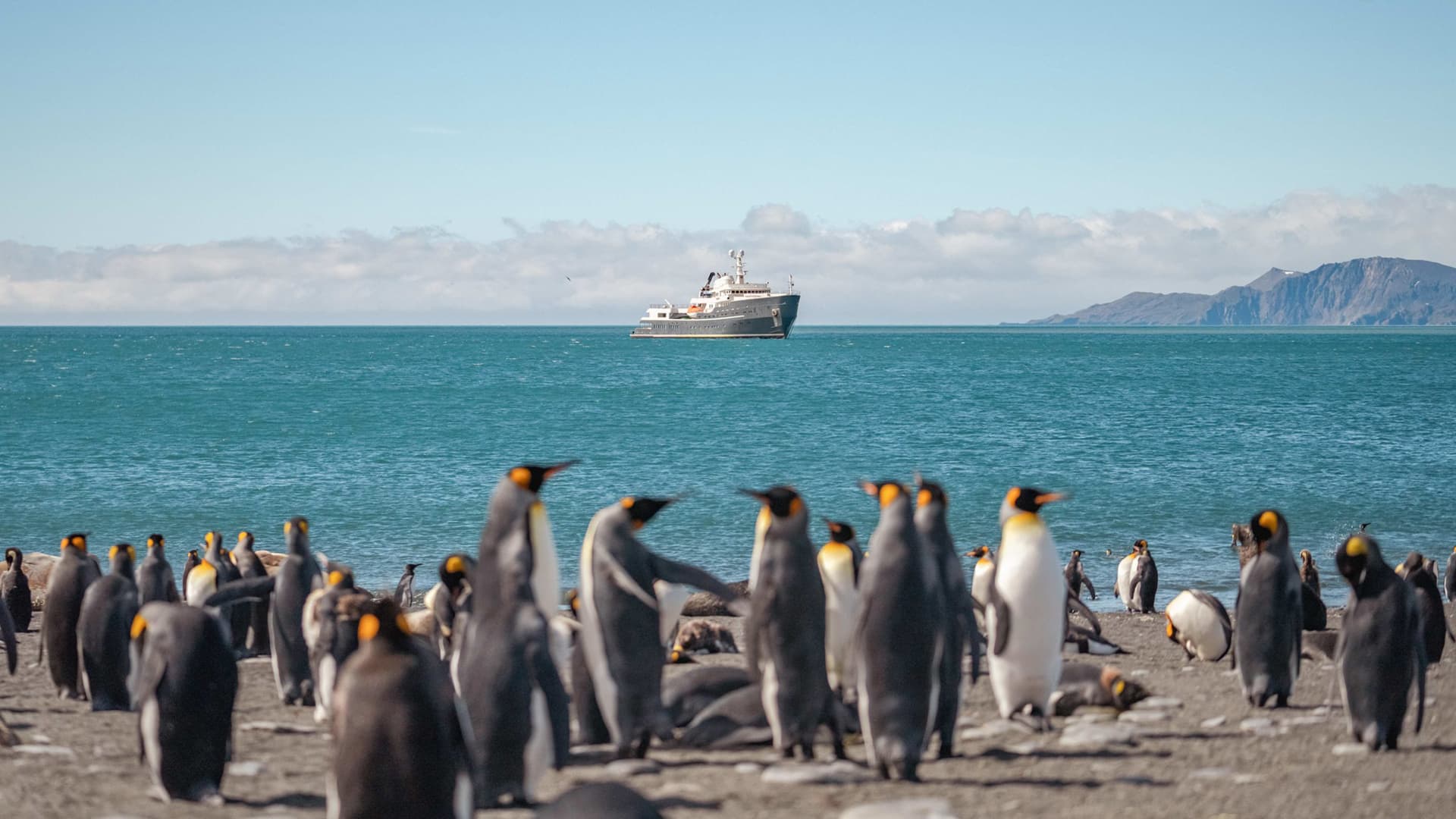 Photographing “The Serengeti of the Southern Ocean”