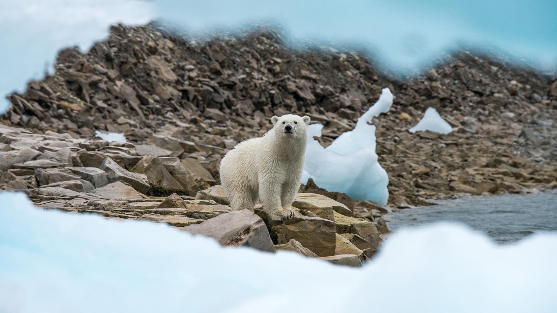 Polar Bears | conservation & Sustainability | EYOS