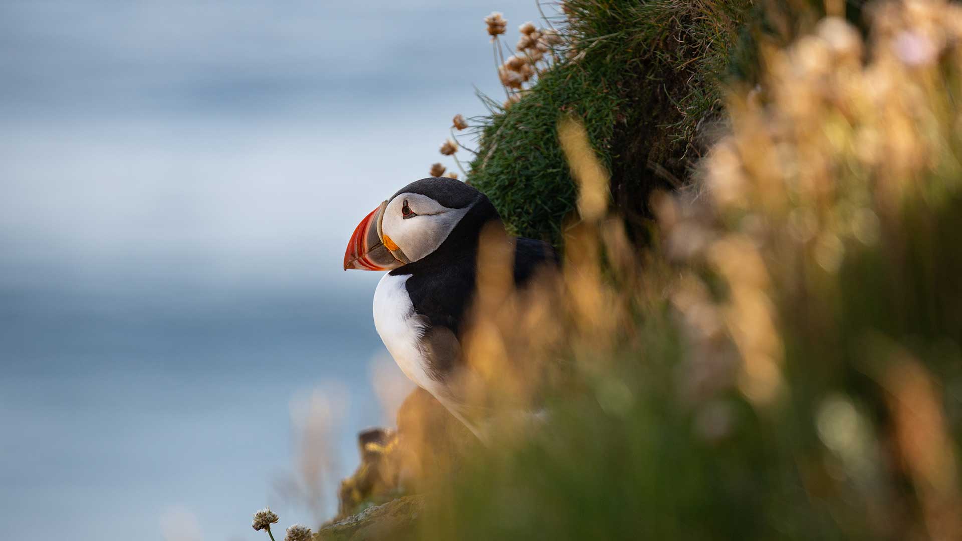 Puffins in Iceland | conservation & Sustainability | EYOS