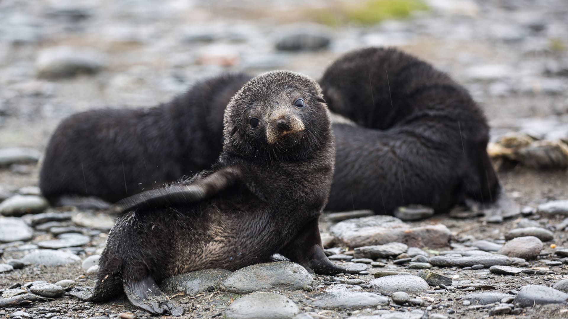 Photographing “The Serengeti of the Southern Ocean”