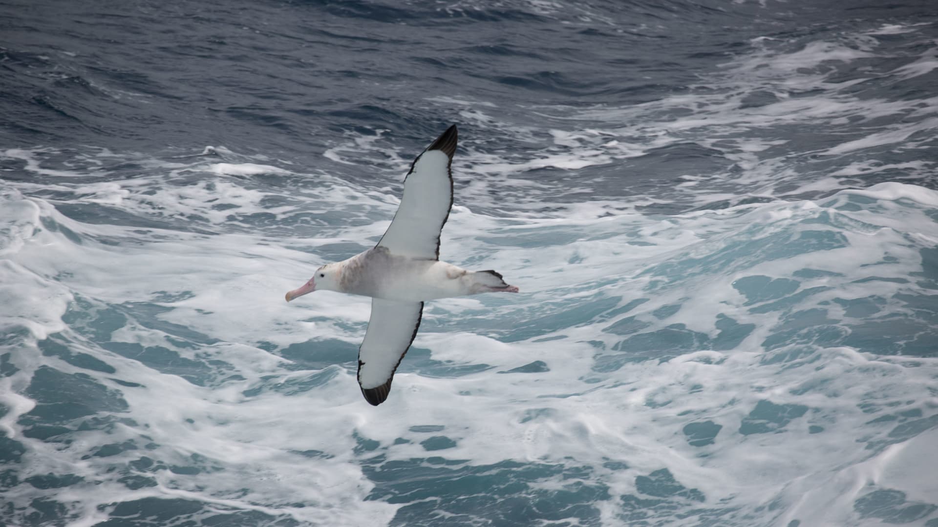 Photographing “The Serengeti of the Southern Ocean”