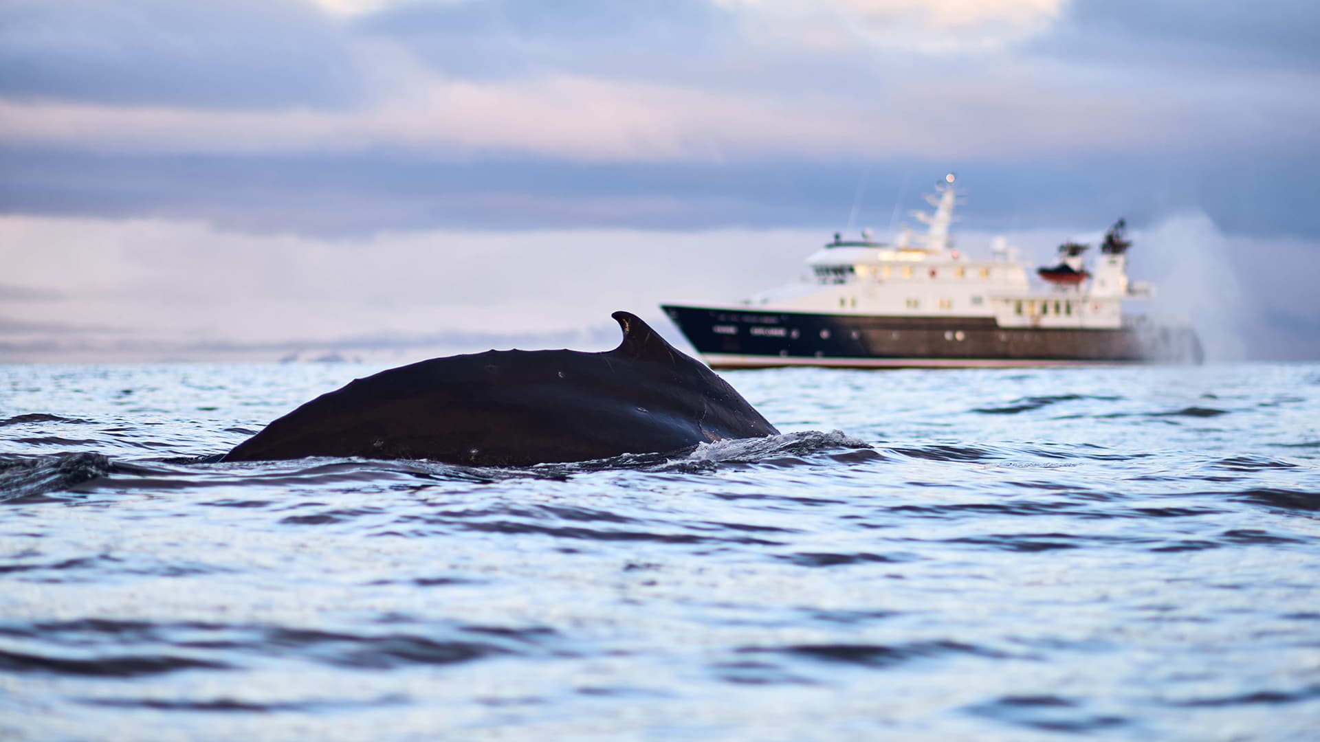 Whale Watching | Patagonia