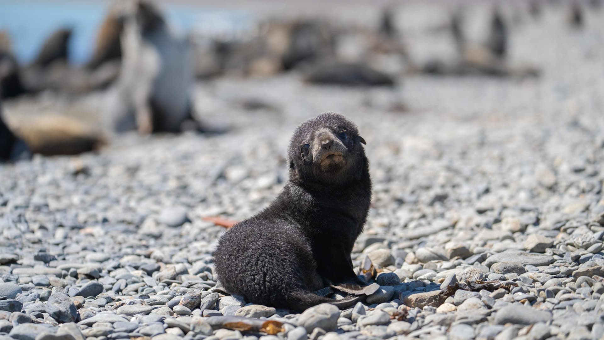 Ian-Strachan-seals