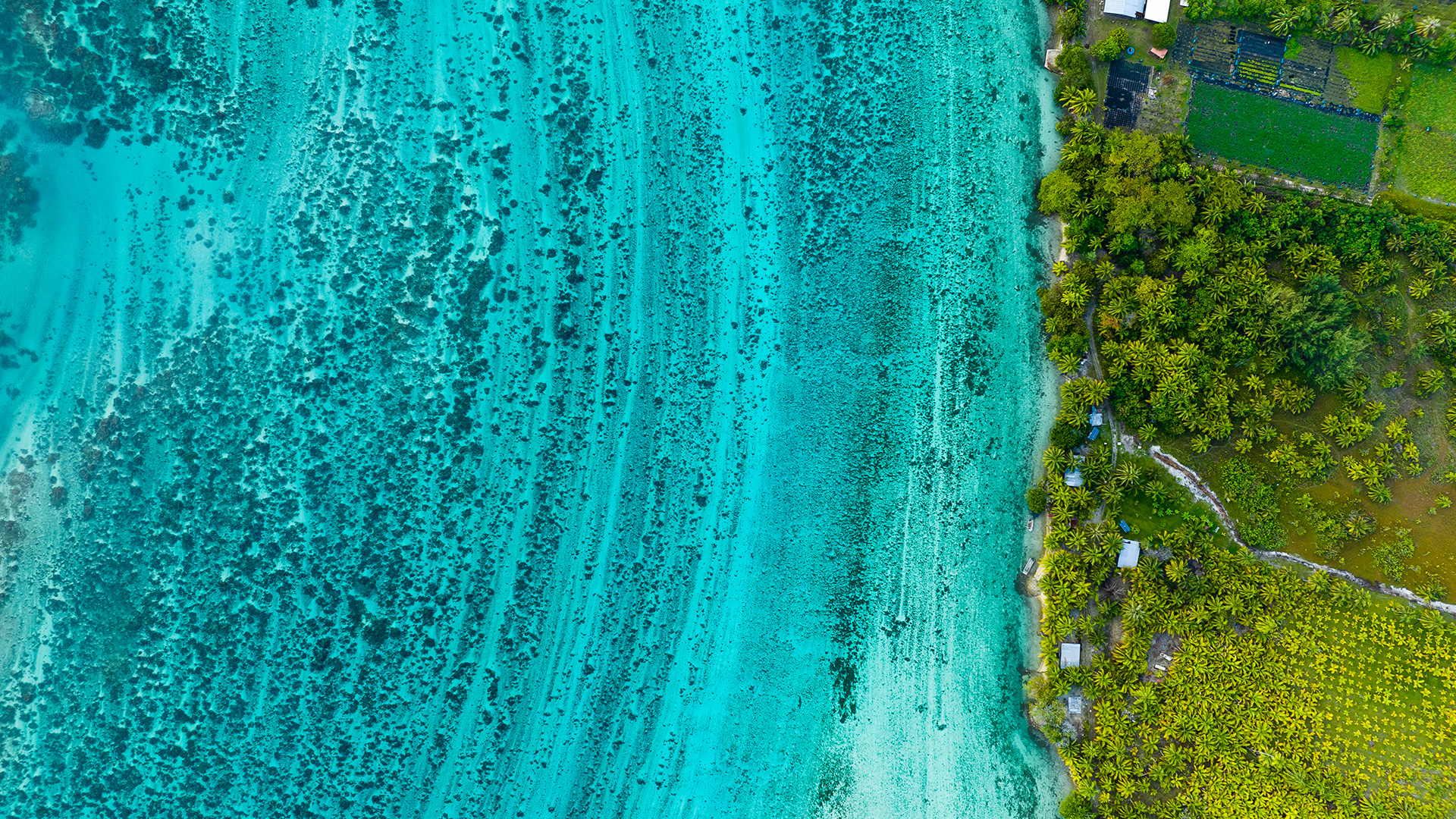 Turquoise Sea | Tahiti
