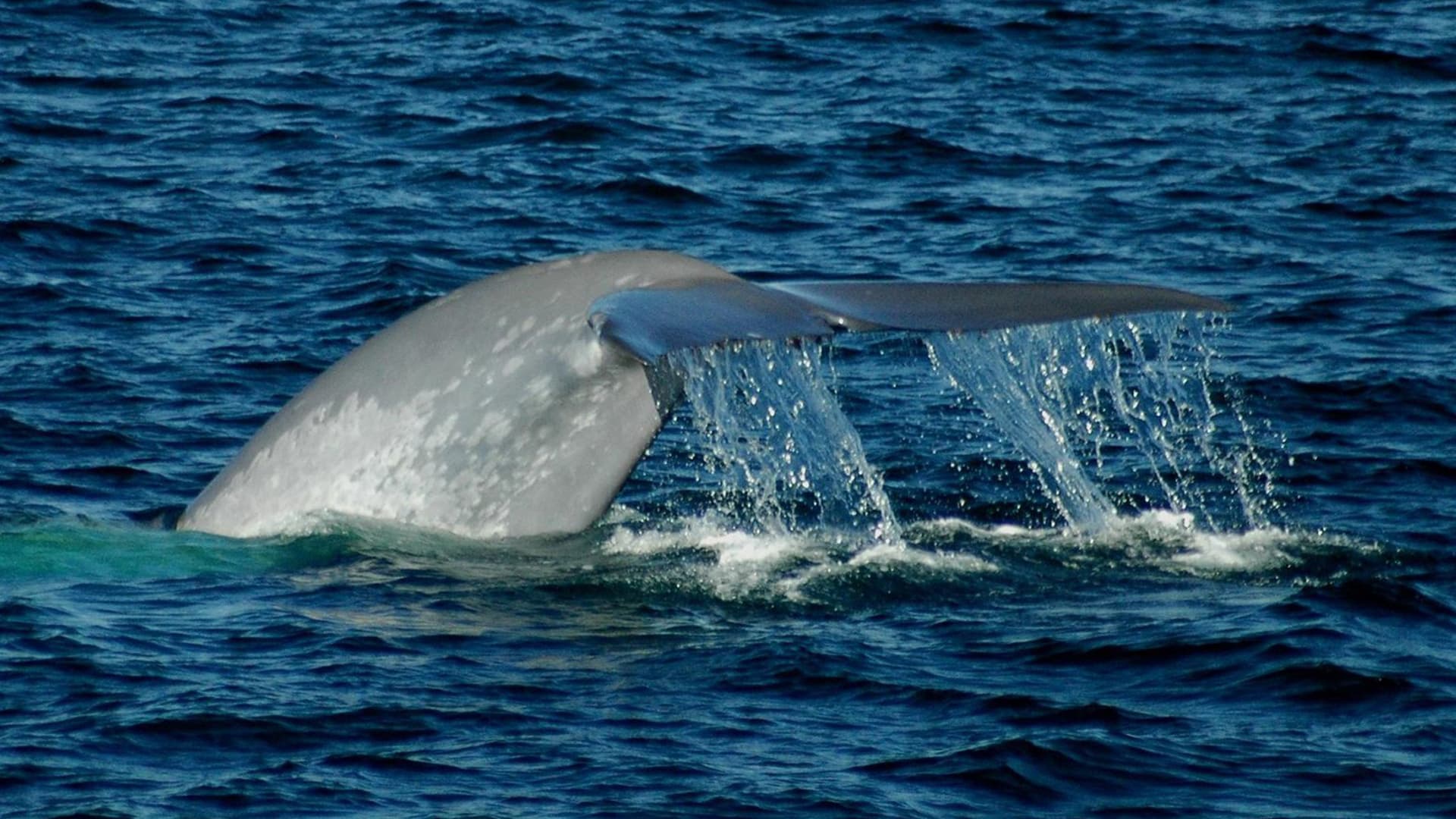 Tim-Soper-whales