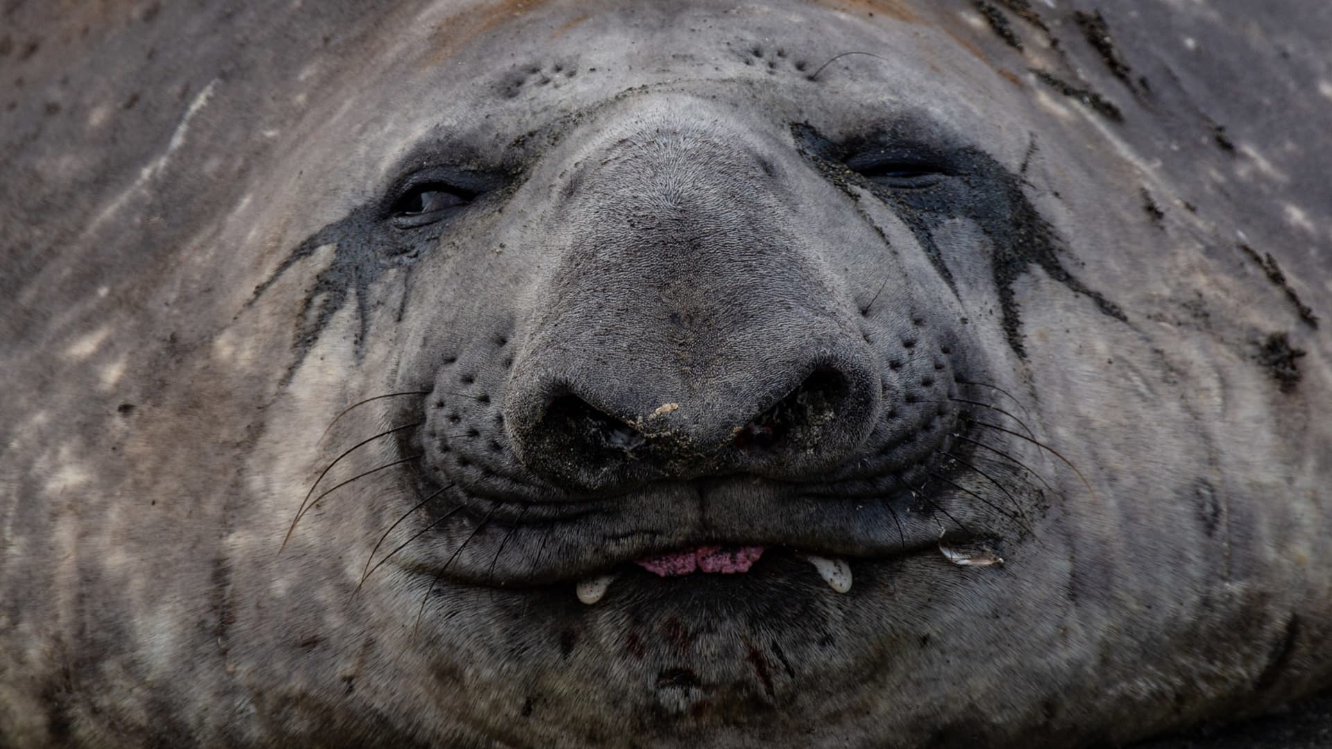 ian-strachan-elephant-seal