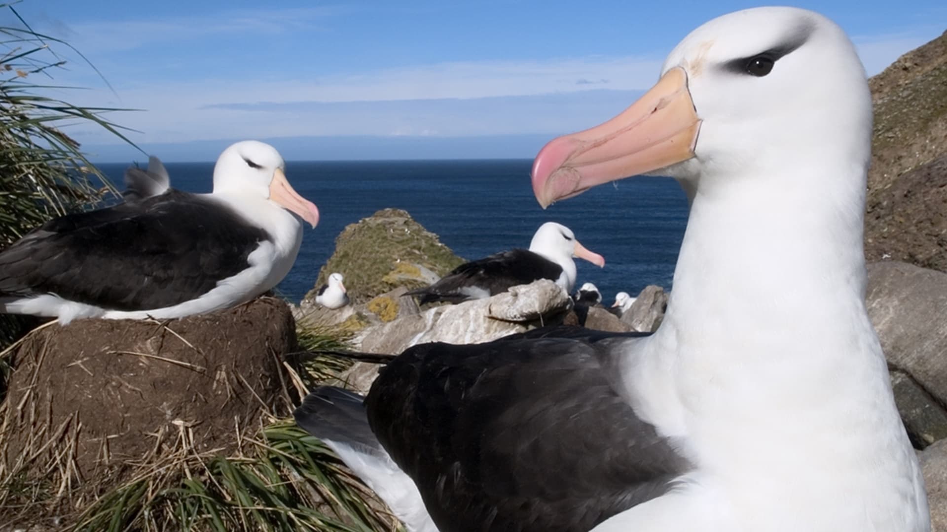 werner-stambach-albatross