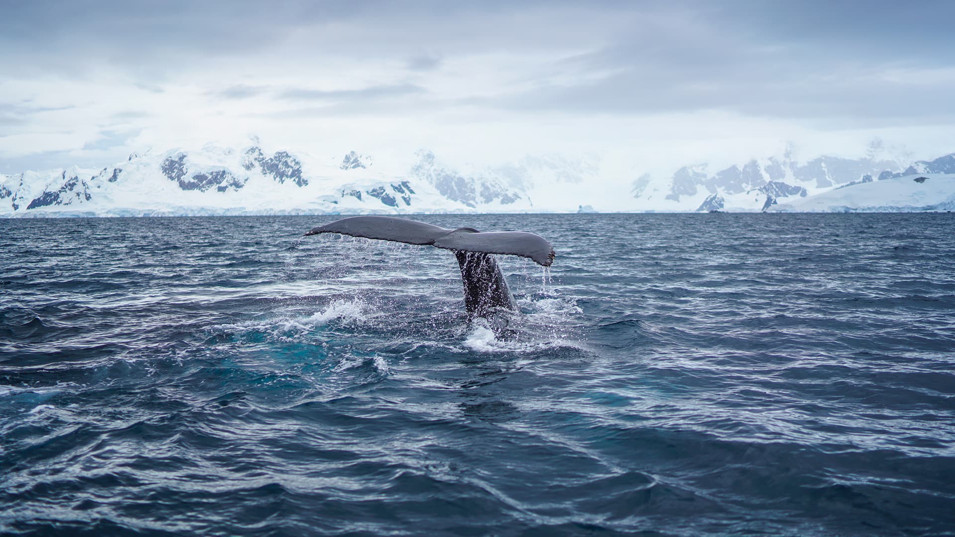 Antarctica Whale