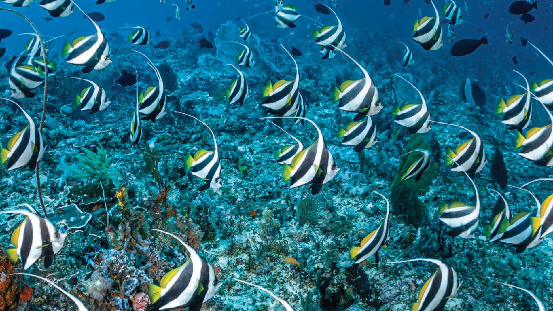 Fish