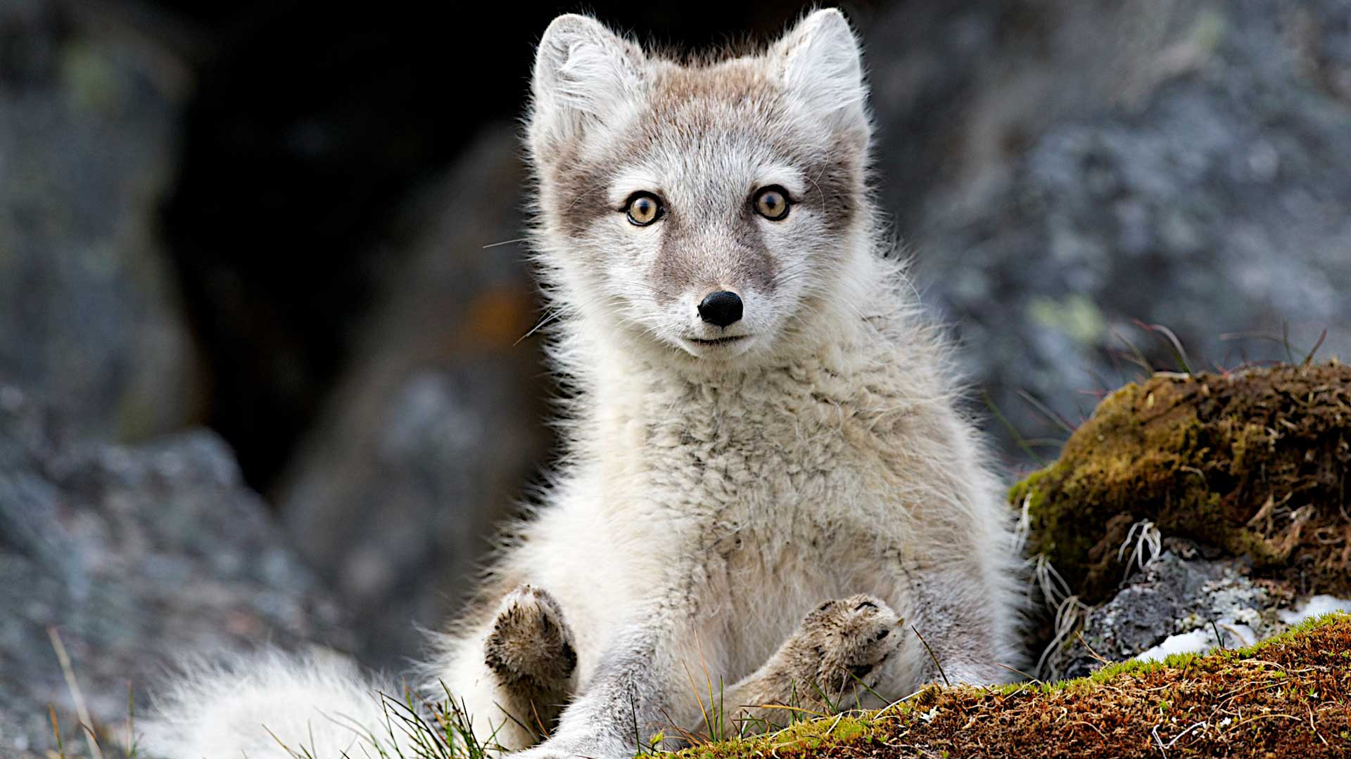 Arctic Fox in Iceland | EYOS Expeditions
